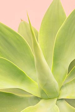 Agave by Caroline Guerain