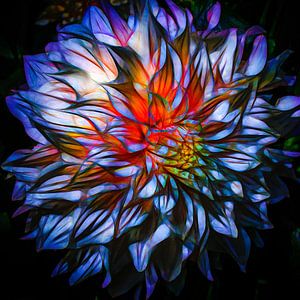 Dahlia, blau