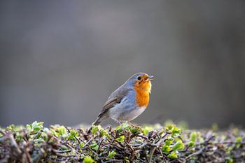 Das singende Rotkelchen