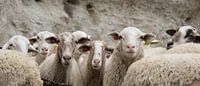 schapen