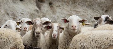 schapen van Juriaan Kellermann