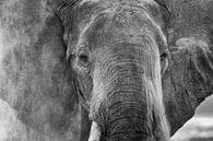 Staubiger Elefant von Anja Brouwer Fotografie Miniaturansicht