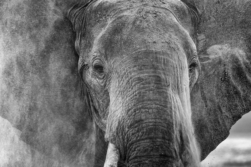Staubiger Elefant von Anja Brouwer Fotografie