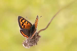 Papillon sur une fleur sèche