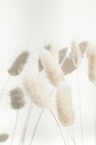 Getrockneter Lagurus in neutralen Farben