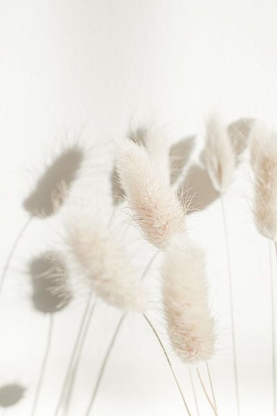 Dried Lagurus in Neutral Colours by Henrike Schenk