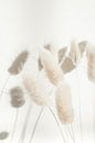 Dried Lagurus in Neutral Colours by Henrike Schenk thumbnail