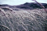 Marram grass, Texel, stefan witte by Stefan Witte thumbnail