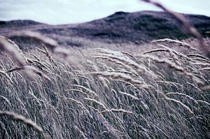 Champ d'herbe, Texel, stefan witte sur Stefan Witte