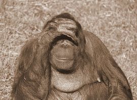 Orang-Utan in Sepia . von Jose Lok