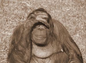 Orang-Utan in Sepia .