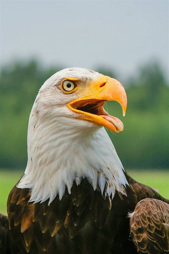The Call of Freedom by Martin Mol
