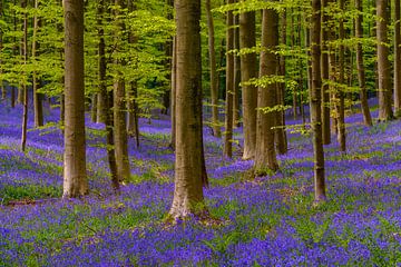 Wilde hyacinten bloemen in het bos in het voorjaar