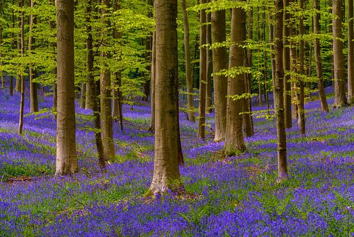 Forest springtime landscape with Bluebell flowers