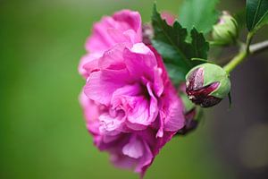 Gartenhibiskus mit Nachwuchs