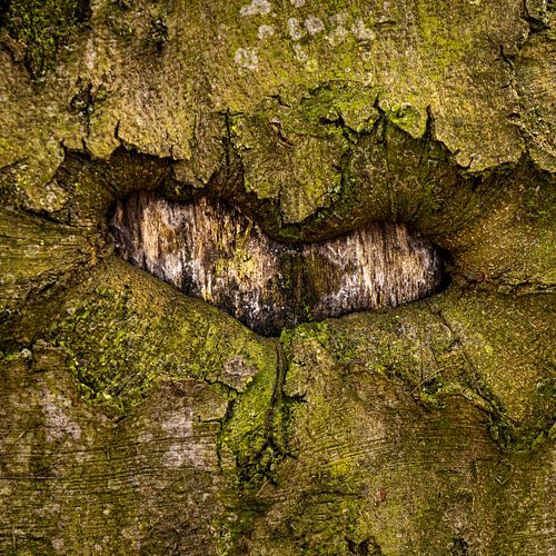 Holzherz