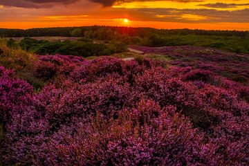 Bloeiende Heide 12 van peterheinspictures