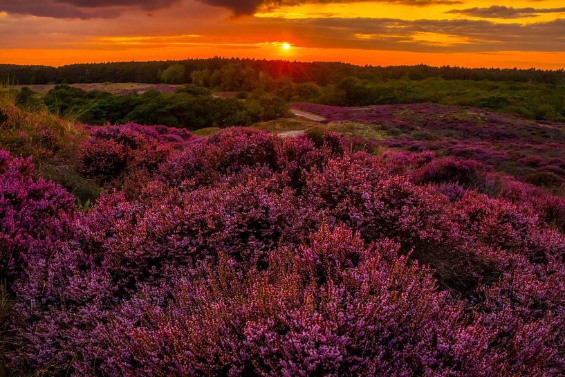 Flowering Heath 12 by peterheinspictures
