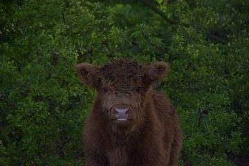 Schotse Hooglander Kalf van IdzardCreations