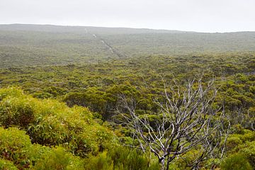 Forêt d'eucalyptus sur Marianne Kiefer PHOTOGRAPHY