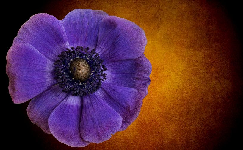 Anemone von Greetje van Son