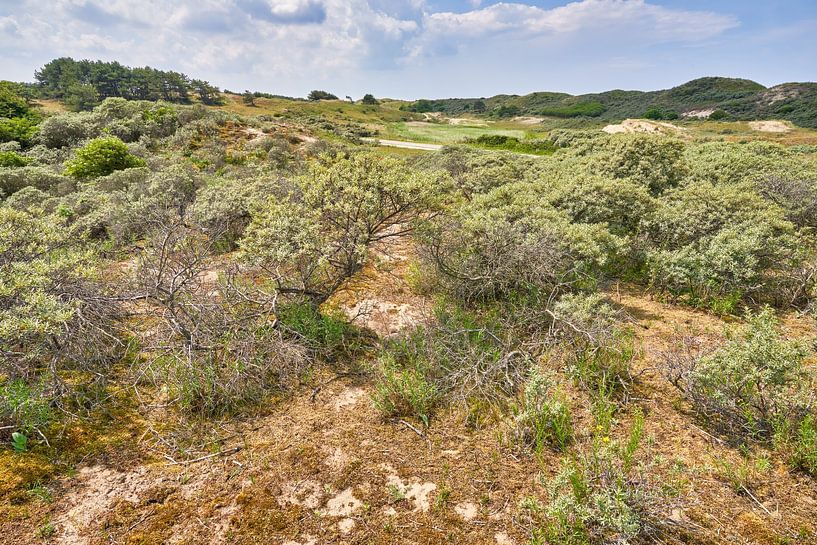 Dune area Berkheide near Katwijk - Wassenaar by eric van der eijk