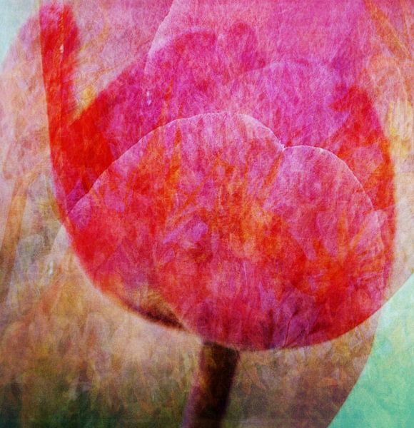 tulpen van Hugo Kuijper
