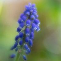 Blauw druifje