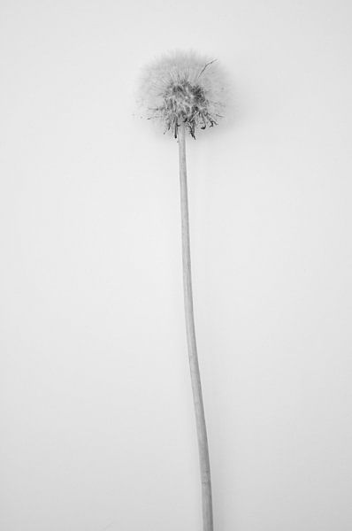 Paardenbloem dandelion von Diana Edwards