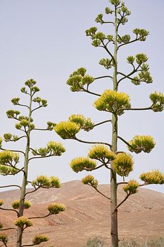 Blühende Aloe Vera