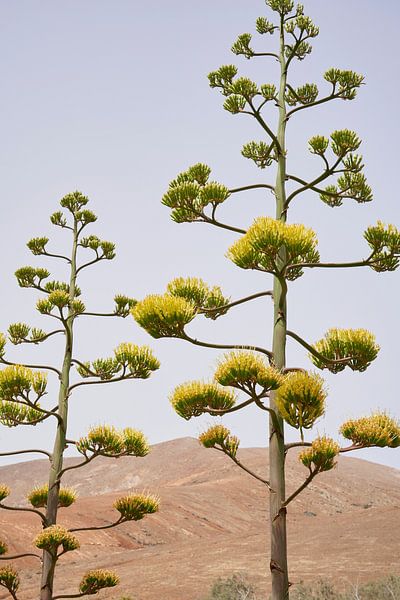 Flowering Aloe Vera by Cor de Hamer