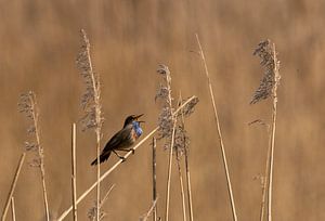 Singendes Blaukehlchen.