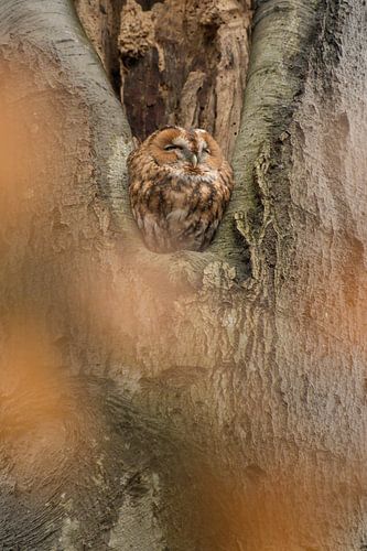 Roestende bosuil in de boom