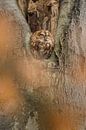 Roestende bosuil in de boom van Moetwil en van Dijk - Fotografie thumbnail