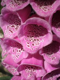 Paarse vingerhoedskruid in de zon von René Laheij