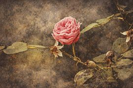 Abstracktes Blumenfoto 10 von Johnny Flash