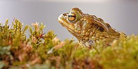 Erdkröte von Wiltrud Schwantz