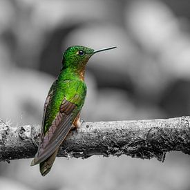 Chestnut Breasted Coronet by Lex van Doorn