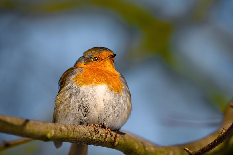 Robins by Kurt Krause