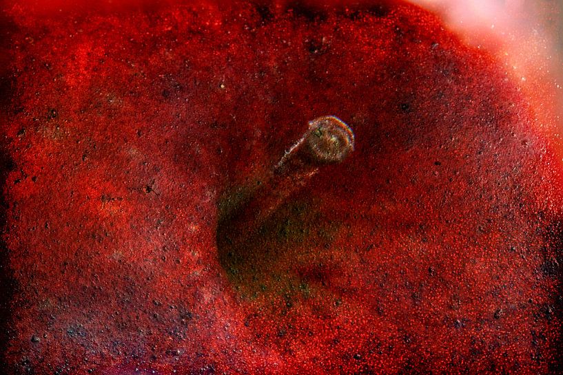 Red apple in close up by Jack van der Spoel