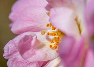 Macro