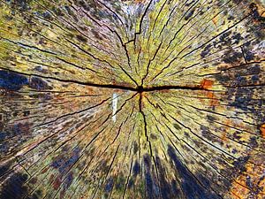 TreeScape 05