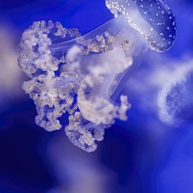 Colors of the sea - Blue tip jellyfish by Sanne Hoogstad