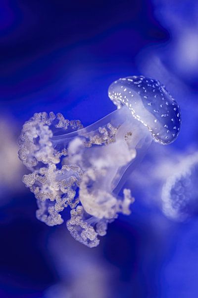 Colors of the sea - Blue tip jellyfish by Sanne Hoogstad