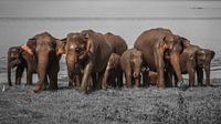 Eléphants Sri Lanka sur Reisverslaafd Aperçu