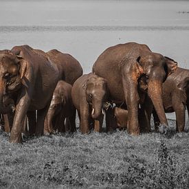 Elephants Sri Lanka by Reisverslaafd