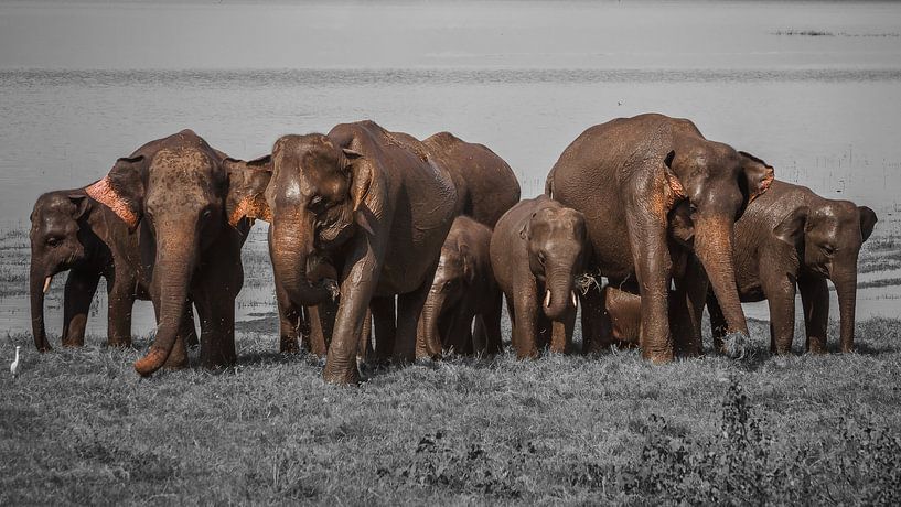 Elefanten Sri Lanka von Reisverslaafd