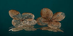 Panorama of two hydrangea leaves