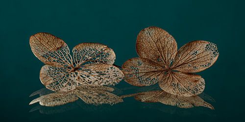 Panorama van twee hortensiablaadjes