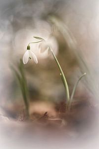 They are there again. snowdrops.... van Bob Daalder